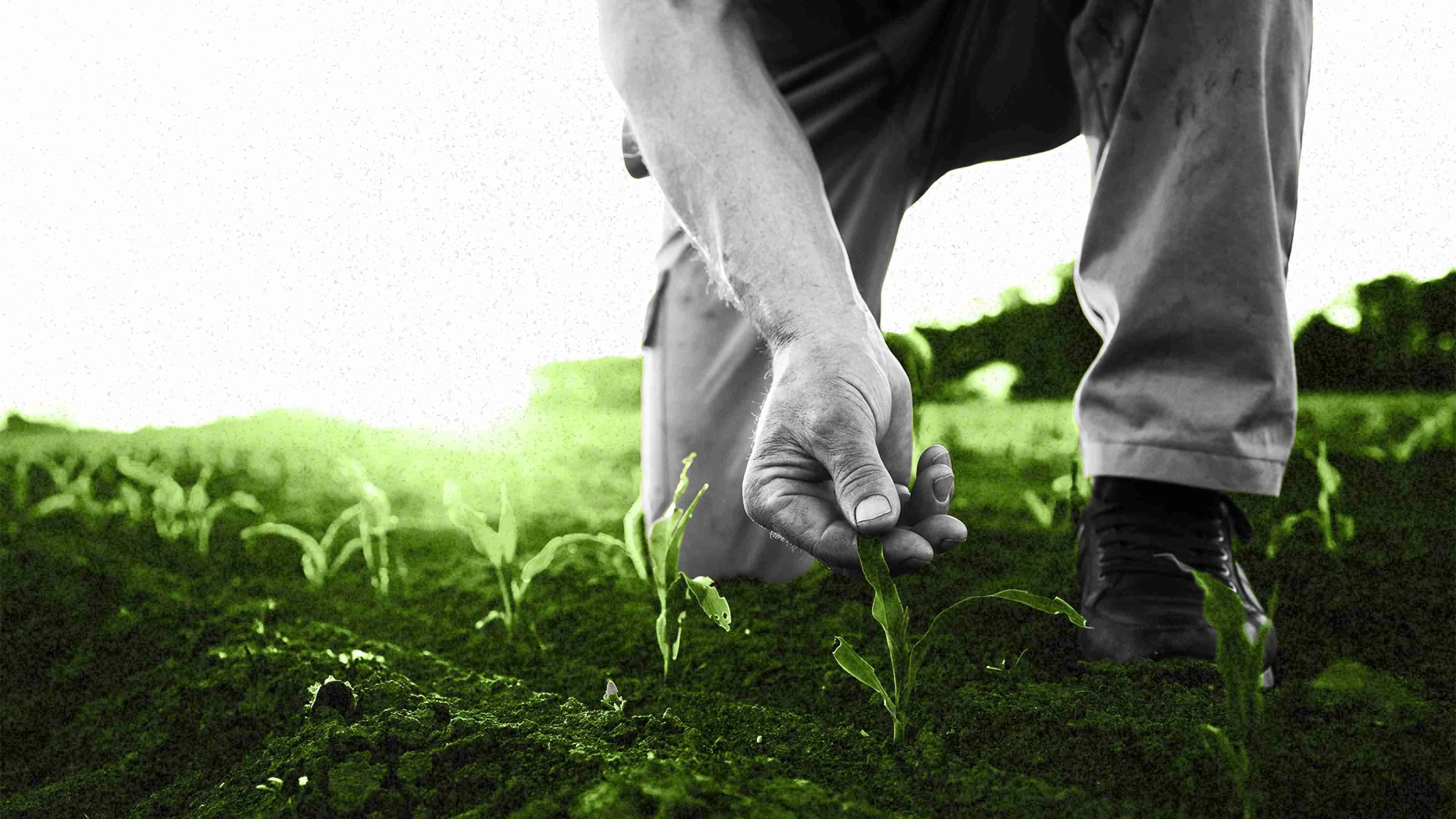 Innovating the fields: Five tech innovations driving the future of agriculture