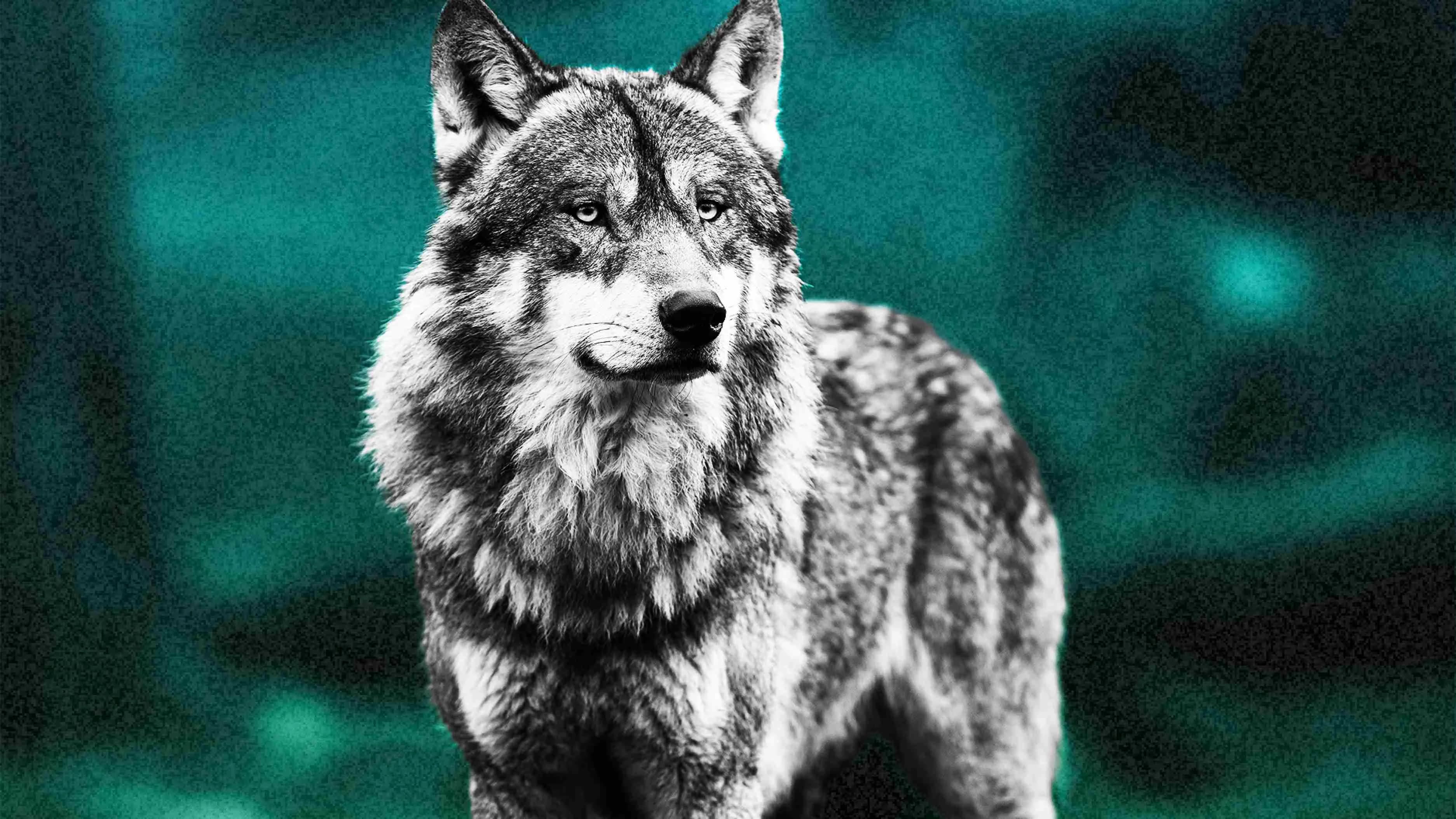 Truth is a wolf