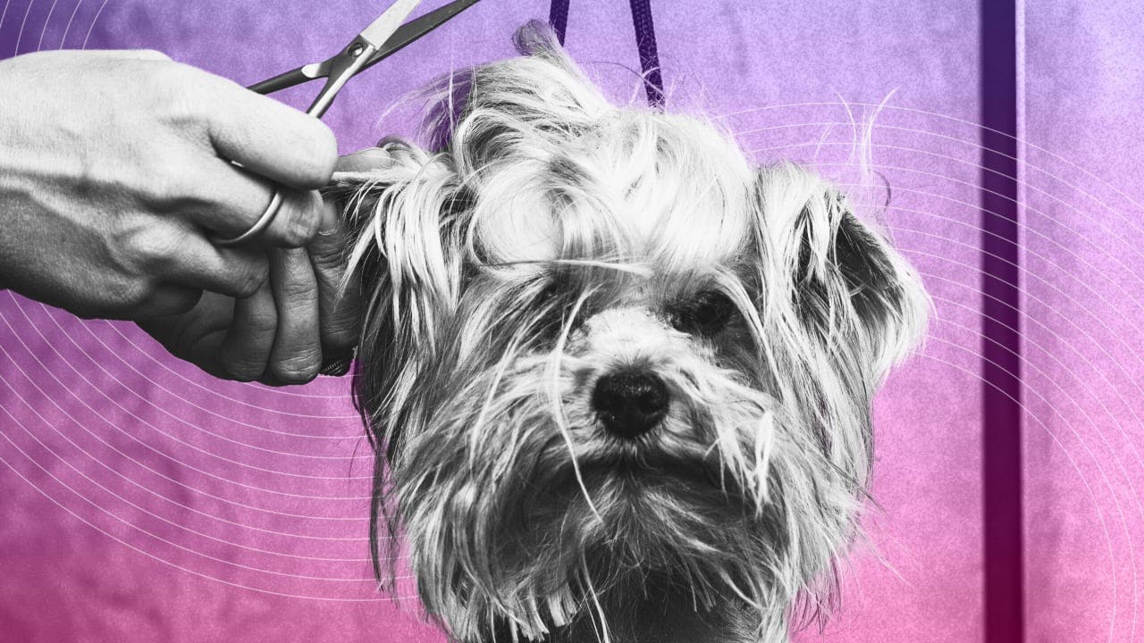 How Barkbus and Wilbur Labs are transforming mobile dog grooming